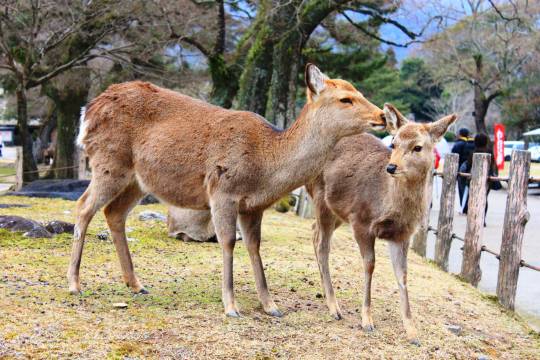 日本+伏見稻荷大社+大阪清水寺一日遊