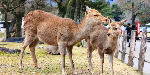 奈良+佐保川+奈良公園+宇治橋+平等院一日遊【中文司機包車】