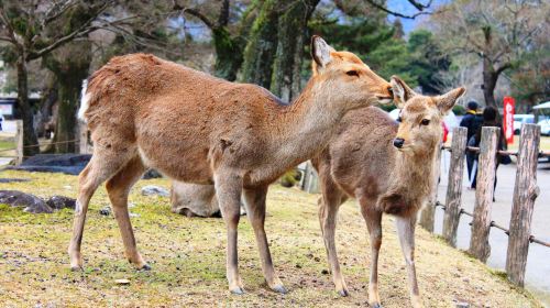 奈良公園