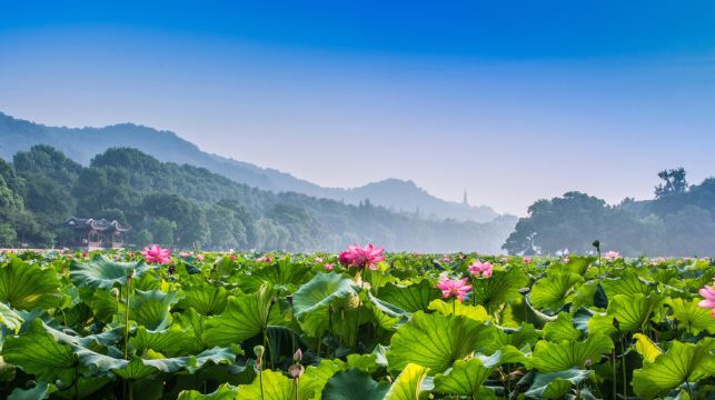 杭州西湖風景名勝區一日遊【全程精講/市區專車接】