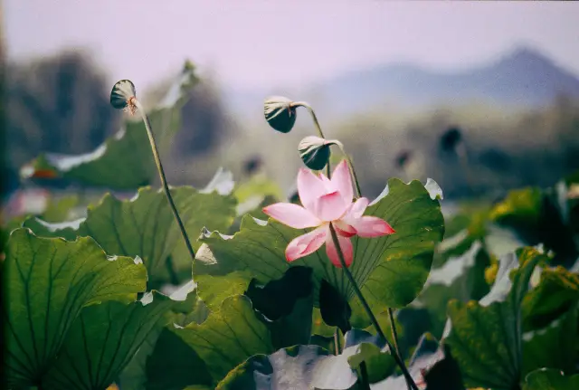 Lotus Viewing in Hangzhou
