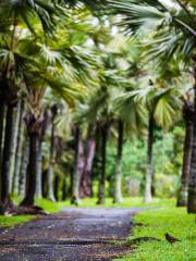 Jardín Botánico de Pamplemousses.