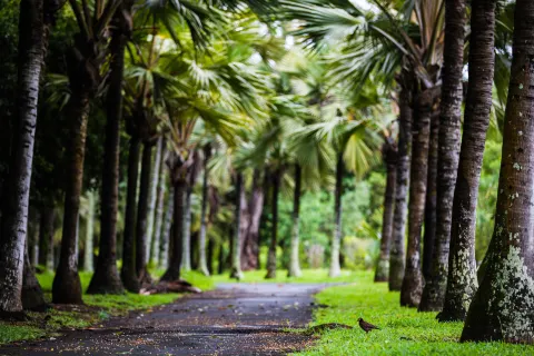 Orto botanico di Pamplemousses
