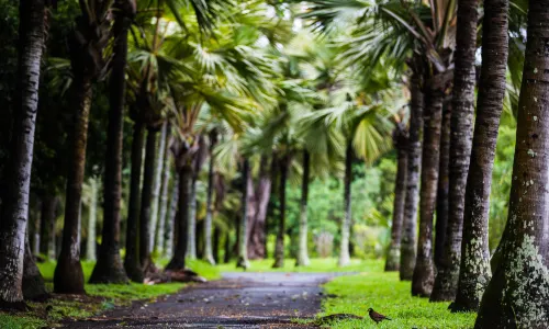 Sir Seewoosagur Ramgoolam Botanical Garden