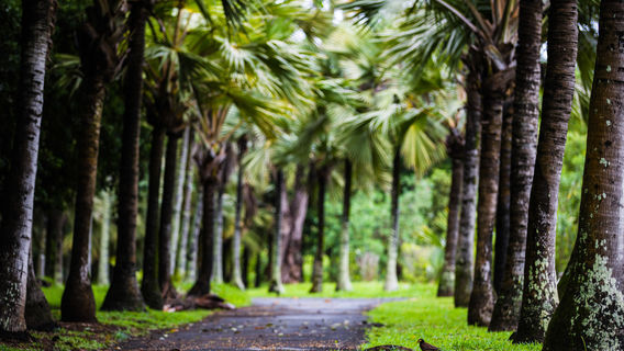 Mauritius
