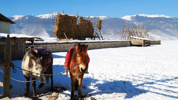 Shangri-La, Yunnan, China – Englisch|Deutsch|Französisch|Russisch|Thai|japanisch|Koreanischsprachiger professioneller Reiseleiter|Übersetzungsdienste