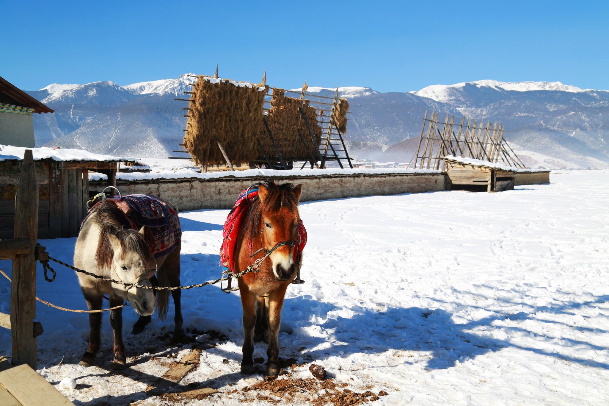 Shangri-La, Yunnan, Cina|Tedesco|francese|russo|thailandese|giapponese|Coreano - Guida professionale|Servizio di traduzione