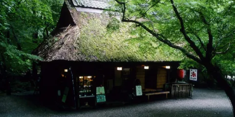 日本奈良公園+平等院一日遊【東大寺/源氏物語博物館】