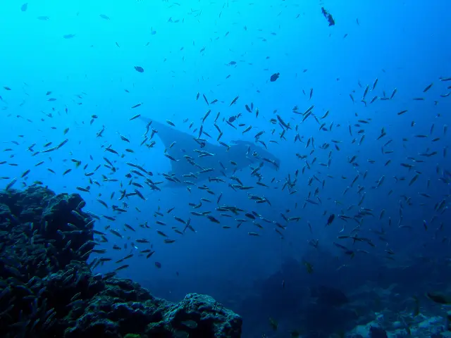 Diving in Similan Islands