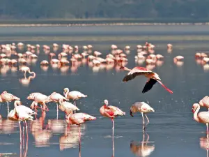 Lake Nakuru