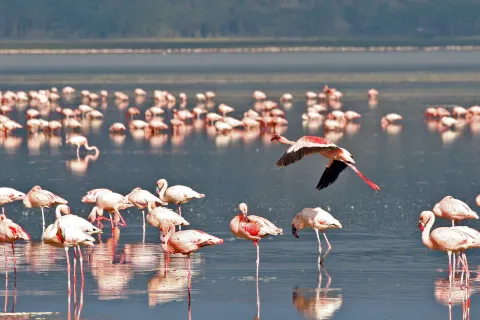 Lake Nakuru