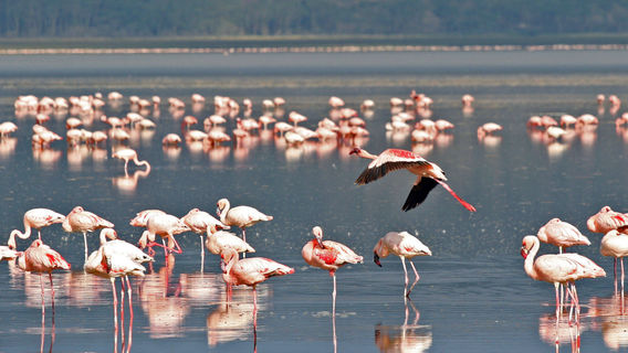 Lac Nakuru