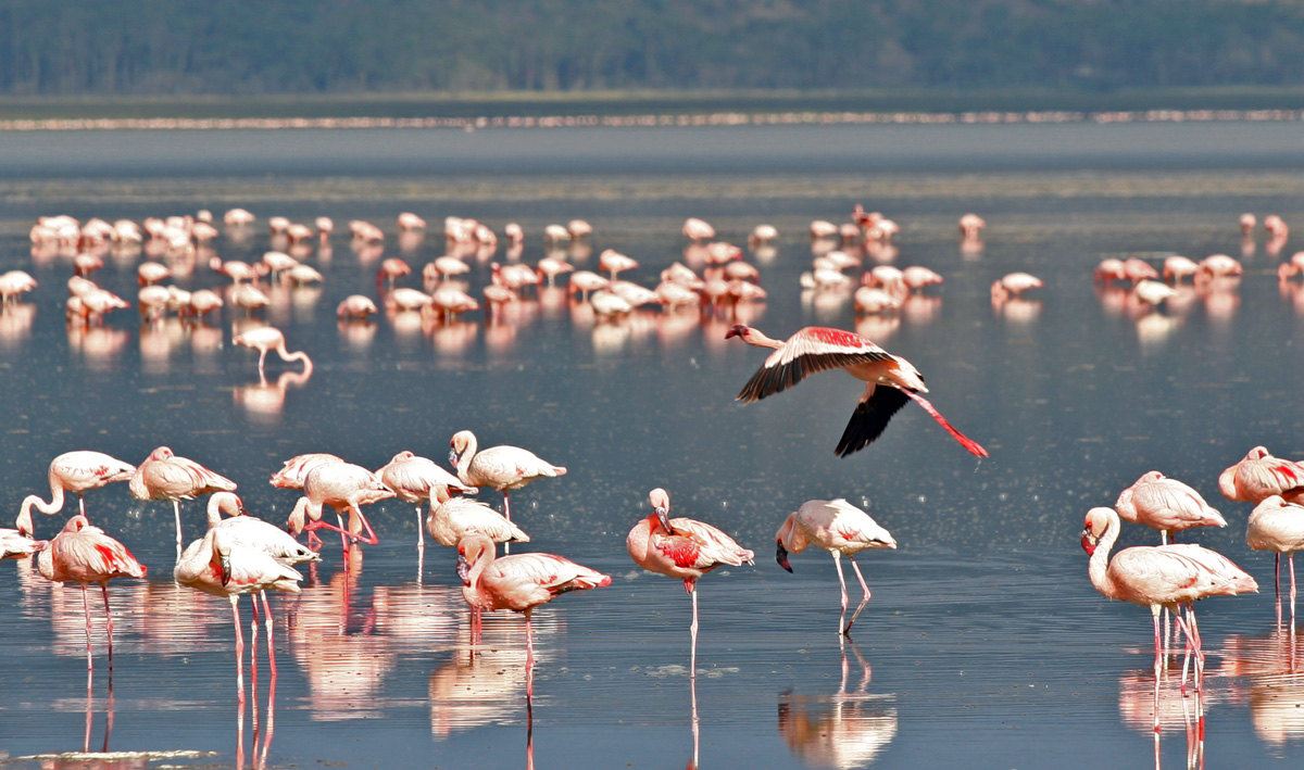 Lac Nakuru