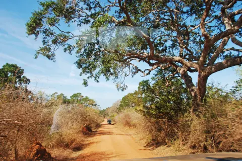 Parco nazionale di Yala