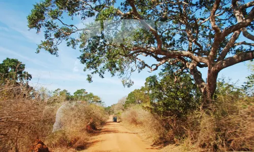 Yala National Park