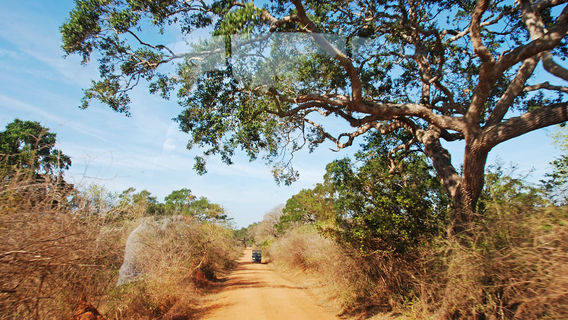 Национальный Парк Яла
