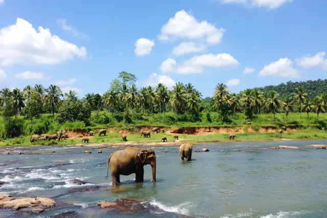 Elephant Interactions in Sri Lanka