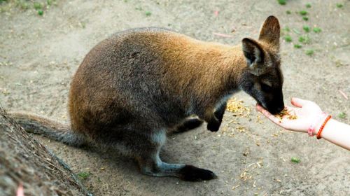 Maru Koala and Animal Park