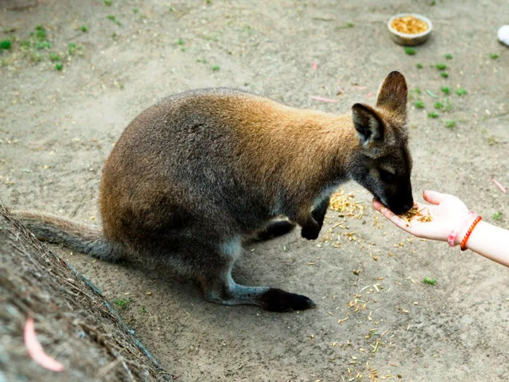 4_瑪璐考拉和動物公園