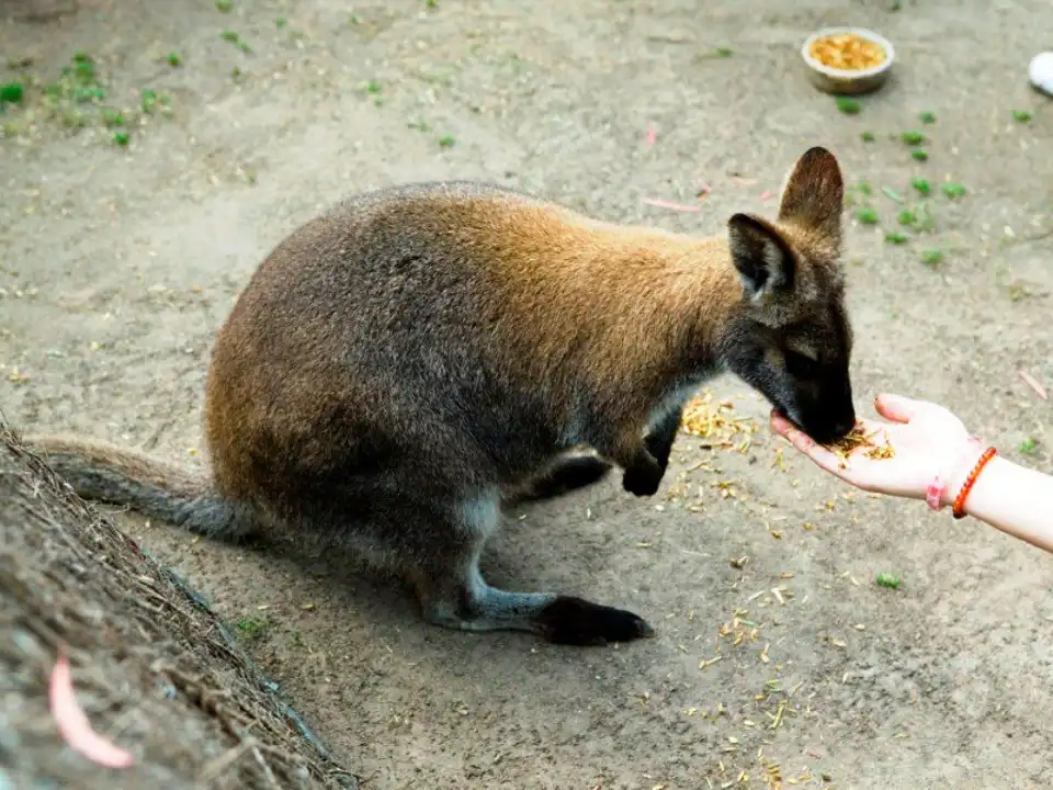 5_瑪璐考拉和動物公園