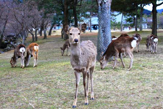 One-day tour to Mt. Wakakusa + Kasuga Taisha Shrine + Todaiji Temple + Nara Park + Uji City, Uji City, Genji Monogatari Museum in Nara, Japan