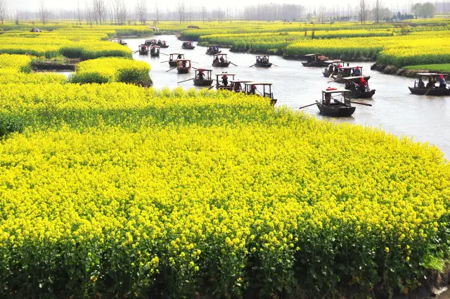 Xinghua Appreciation of Rapeseed Flowers