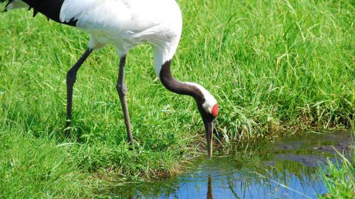 Kushiro City Red-crowned Crane Natural Park