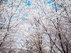 玉淵潭公園