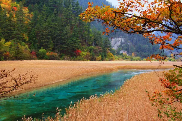 九寨沟 | 蘆葦海