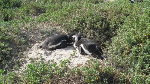 Boulders Beach