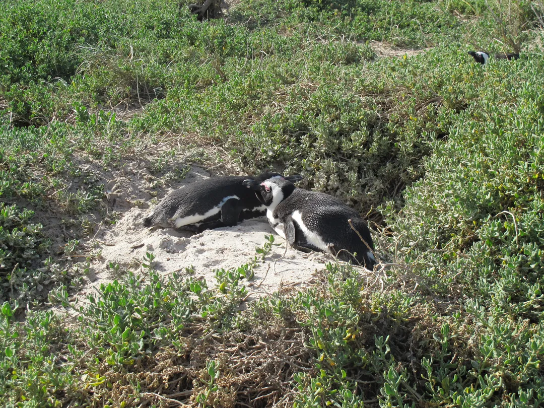 4_Boulders Beach