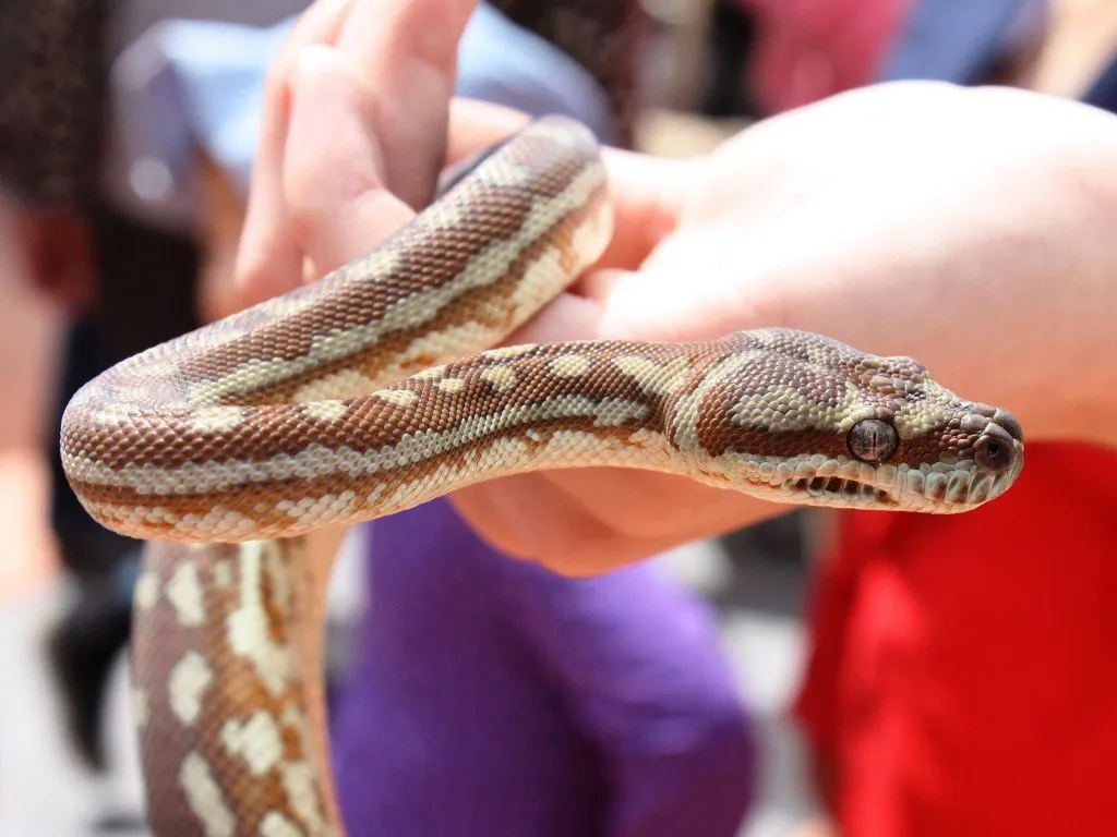 5_瑪璐考拉和動物公園