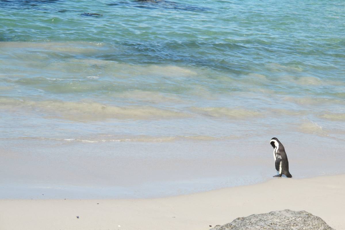 南アフリカ格安航空券