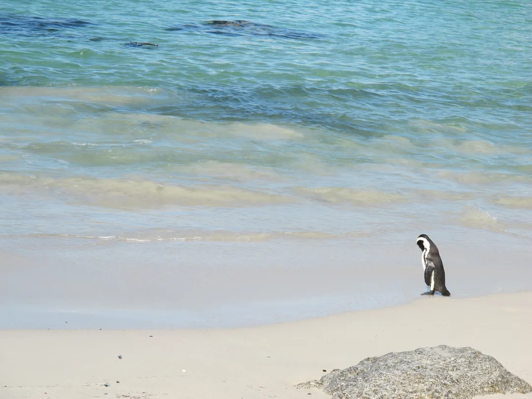 3_Boulders Beach