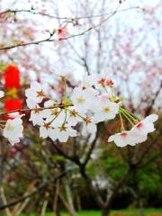 면양성세 벚꽃 유락곡
