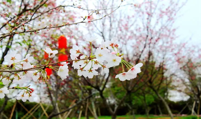 Shengshi Cherry Blossom Valley