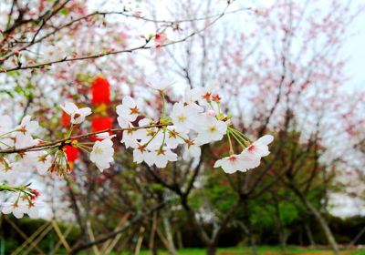 Shengshi Cherry Blossom Valley