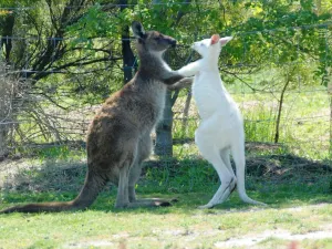 마루 코알라 앤드 애니멀 공원