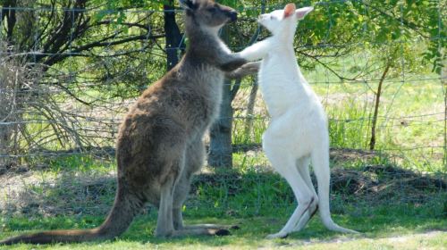 Maru Koala and Animal Park