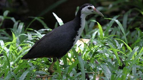 Kota Kinabalu Wetland Ramsar Site