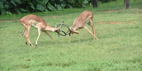 廣州長隆野生動物世界一日遊【全天VIP導覽|快速入園+小火車+纜車快通|全程講解+旅拍+購物優惠】