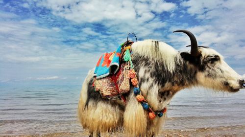 Qinghai Lake