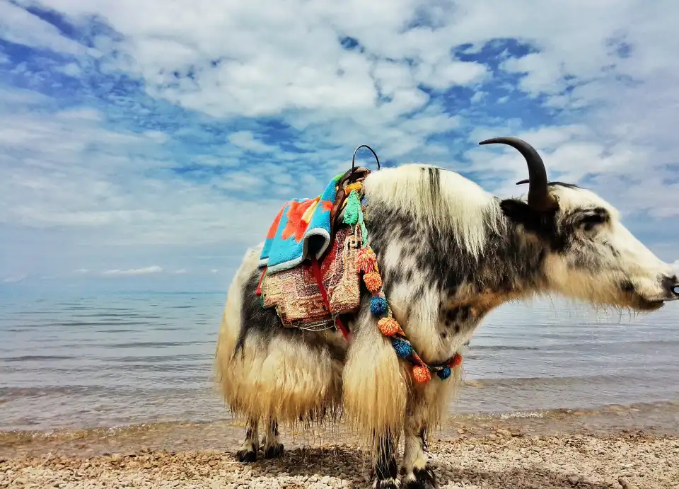 5_Qinghai Lake