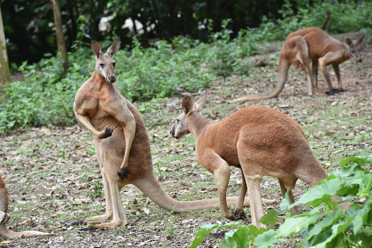 長隆野生動物園をもっと楽しむためのヒント＆注意点