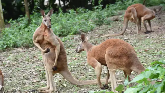 廣州私人導覽一日遊 長隆野生動物世界