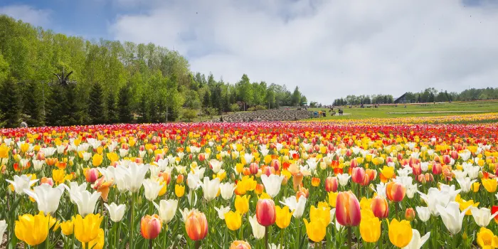 Farm Tomita image 0