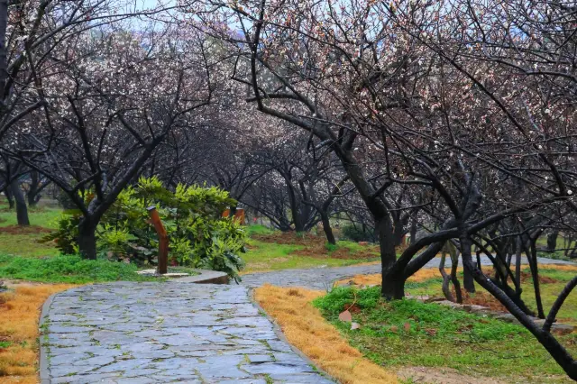 Suzhou Plum Blossom Viewing