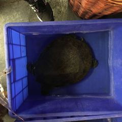 LUCHENGWANGSHI User Photo