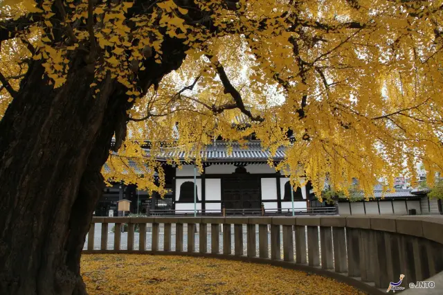 Ginkgo Viewing in Kyoto