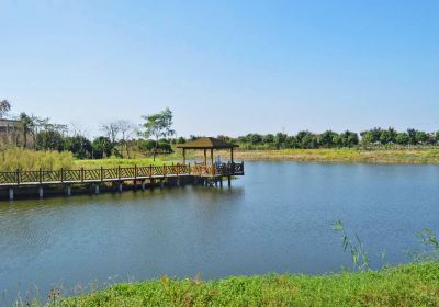 江蘇泰興市國家古銀杏森林公園